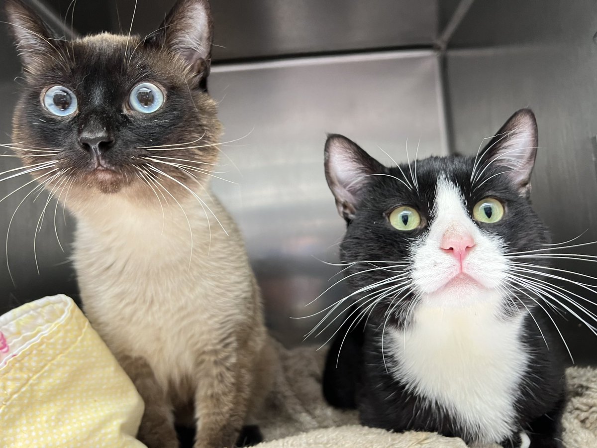 Cuties of the Week! Meet Cheech and Chong! These sweet brothers may have dipped too far into the ‘nip! #oaklandanimalservices #volunteer #adoptdontshop #spayandneuteryourpets