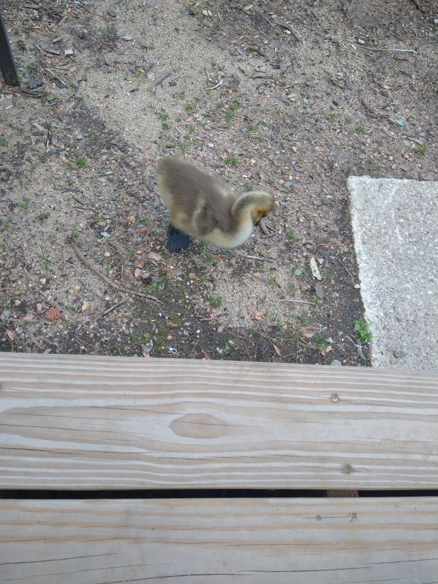 flitephoto's tweet photo. Neighbors spotted in my yard, or just beyond it today:
2 snapping turtles laying their eggs
3 families of Canada geese simultaneously (11 goslings!!)
1 family of swans (5? cygnets!!)
1 family of mallards (many babies!!)

I am so giddy and I almost can't believe this is my home. https://t.co/vDDCg1216N