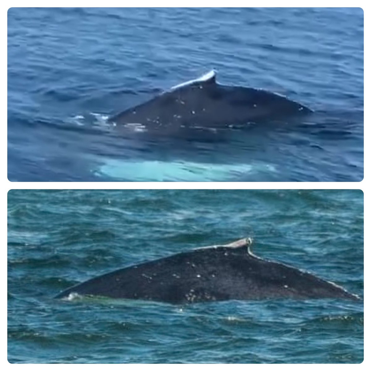 Sam Tedcastle tweet media