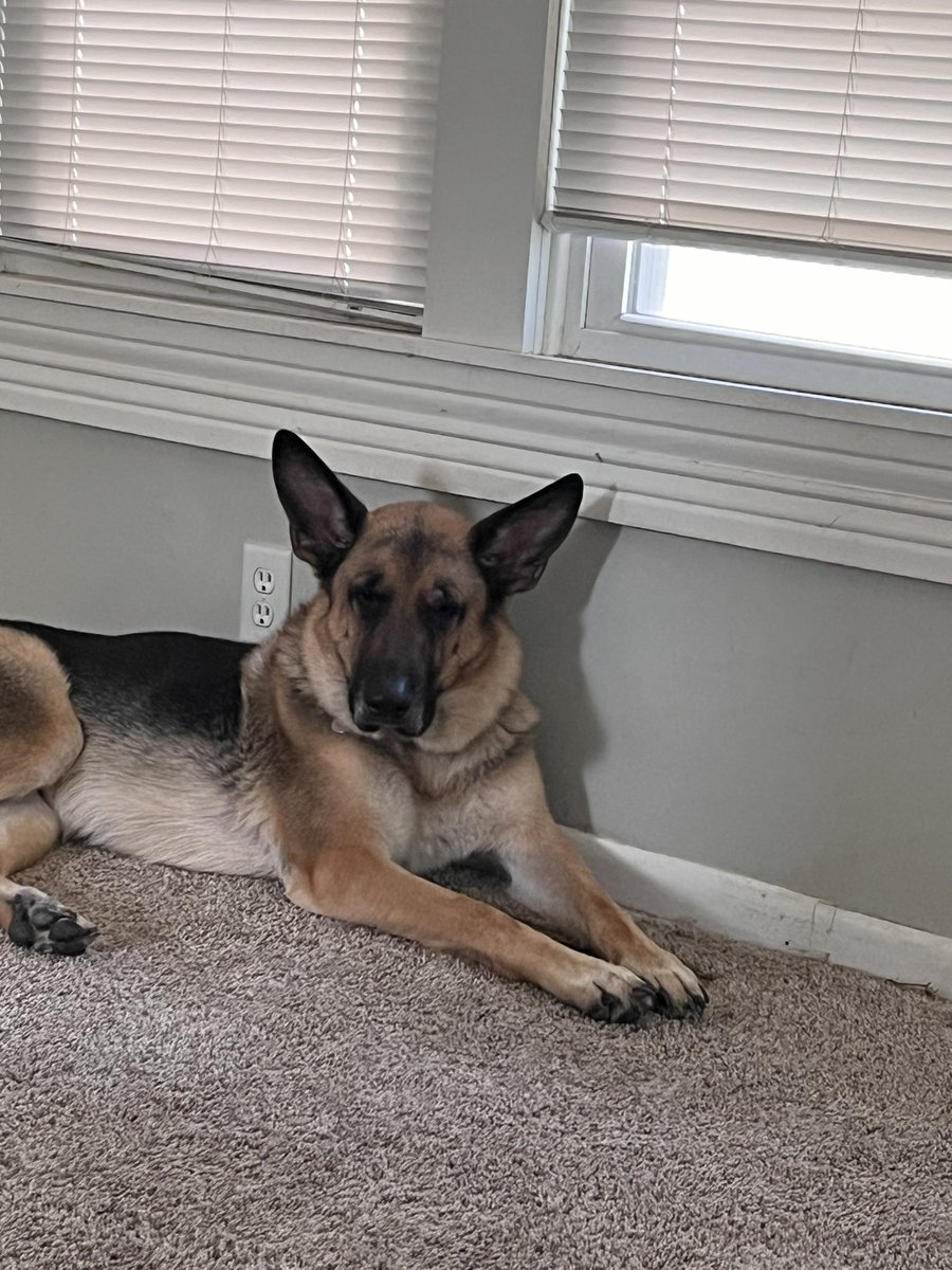 Leo’s a bit worried today. I had to call for an ambulance this morning because I woke up and couldn’t walk due to compression fractures in my lower spine. The EMTs were great and made sure he was safe. He was one happy boy when I got home. Waiting on MRI results. Cancer Sucks 🖕🏼