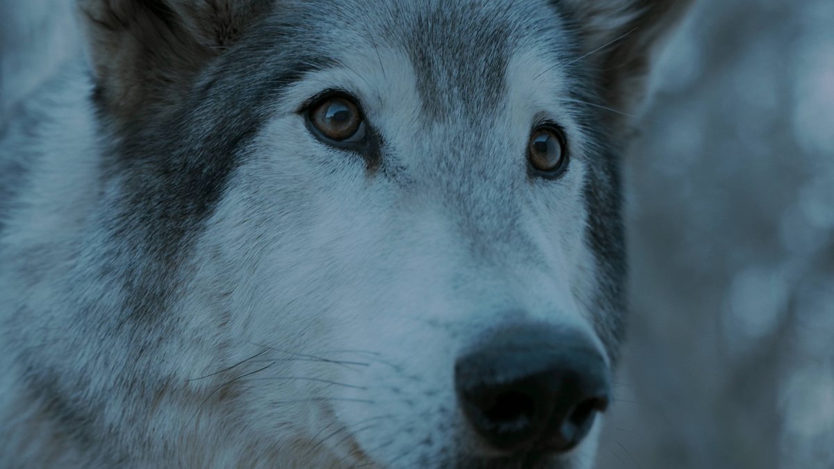 edsangui's tweet photo. dps q a loba mordeu o joffrey, arya mandou nymeria embora com medo q algo ruim acontecesse com ela

anos depois, as duas se reencontram, e mesmo reconhecendo sua antiga dona, nymeria preferiu partir sem feri-la, mostrando q já não era a mesma loba de antes, assim como arya também não era mais a menina de quando se viram pela última vez