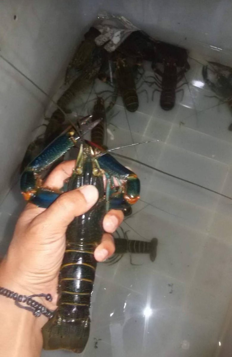 EKOPPB2016's tweet photo. (27/5),Nur Hidayat, Luhkan Kota Banjarmasin, di Pokdakan Berkah maju Bersama(pak Hadiannor),Panen Lobster Air Tawar, Total panen 2 kg, Harga Rp. 65.000/kg #GiatLuhkanSatminkalBWI #KtBjrmasin #Panen #Luhlapor https://t.co/R30u1IeU0c