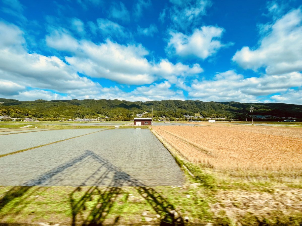 今朝の特急ヒノトリ🚃の車窓から見えた風景。水田と麦畑の対比。いつもこの風景に癒される。

#車窓から見える風景　#田舎　#キリトリセカイ　#田園風景