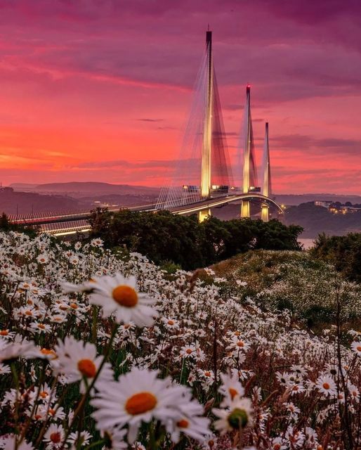 Epic #sunset above the #QueensferryCrossing & spring #flowers.
Great 📷: @paulwattphoto
#Scotland #BeautifulScotland #ScottishBanner #BestWeeCountry #ScotlandIsCalling #ThisIsScotland #VisitScotland #LoveScotland