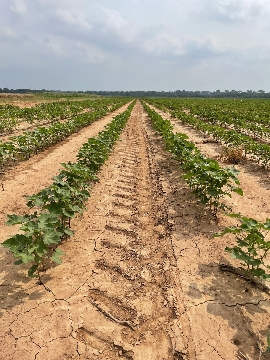 Hot and humid conditions in the Brazos Bottoms today for nematode soil sampling. Thankfully, we beat the rain! #cotton #agriculture