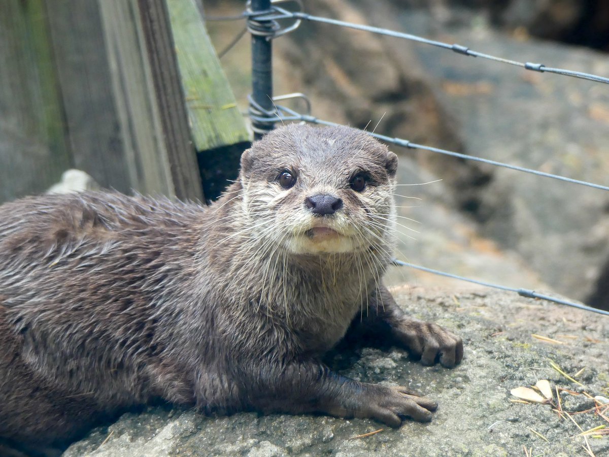 おはようございます。
今朝の動物たちの様子をお届けします。

#コツメカワウソ
#朝の上野動物園