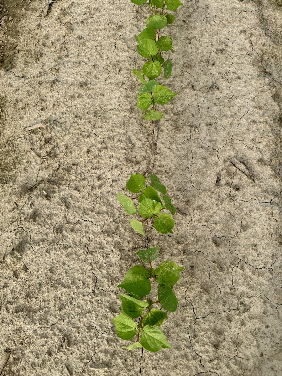 ThryvOn cotton technology standing strong against thrips pressure at the Delta Research and Extension Center. Photos illustrating damage differences taken on adjacent rows.