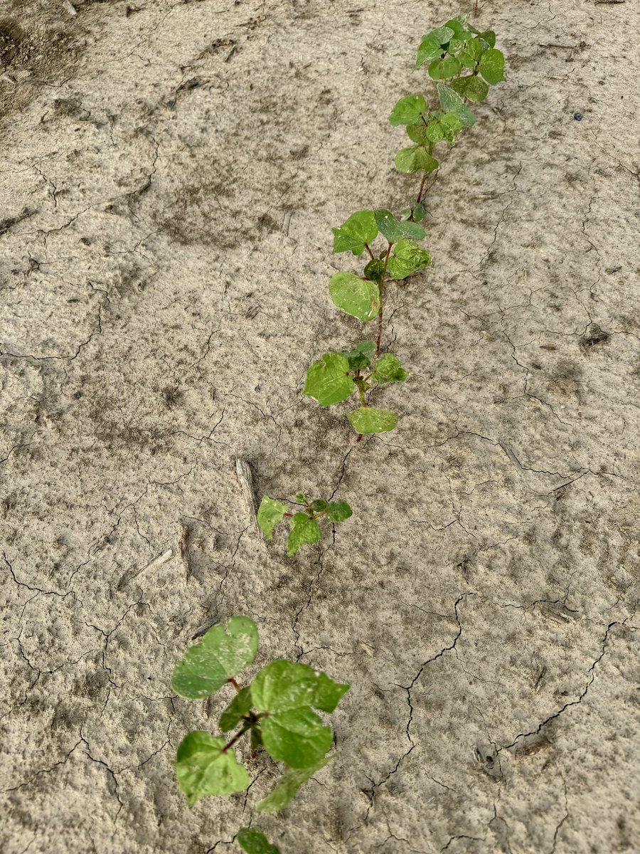 TylerBTowles's tweet photo. ThryvOn cotton technology standing strong against thrips pressure at the Delta Research and Extension Center. Photos illustrating damage differences taken on adjacent rows. https://t.co/3GF3fZSl7v