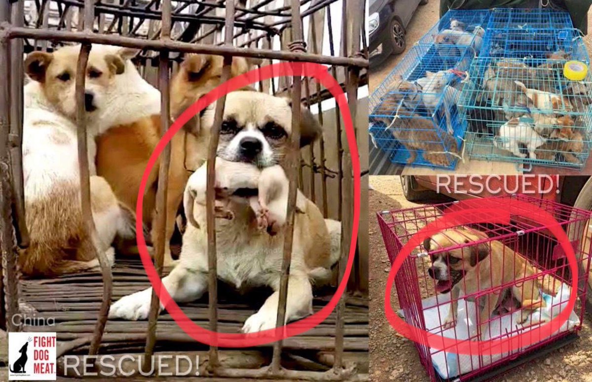 ChiweenieT14381's tweet photo. .@China2ASEAN .@ASEAN
PLS #SpeakOut re: #China’s #YULIN #10Day
#DogEatingFestival:
+- #10000Dogs Are #Killed for #HumanConsumption
#BeatHungSkinnedALIVE
#Cats Are #Victims Too
#Ask #China’s #Leaders To #BanDogCatMeatTrade 🙏🏽
Rescued 🙏🏽 most aren’t
https://t.co/x0Zb7Znzwe https://t.co/QmZk7cNtJO