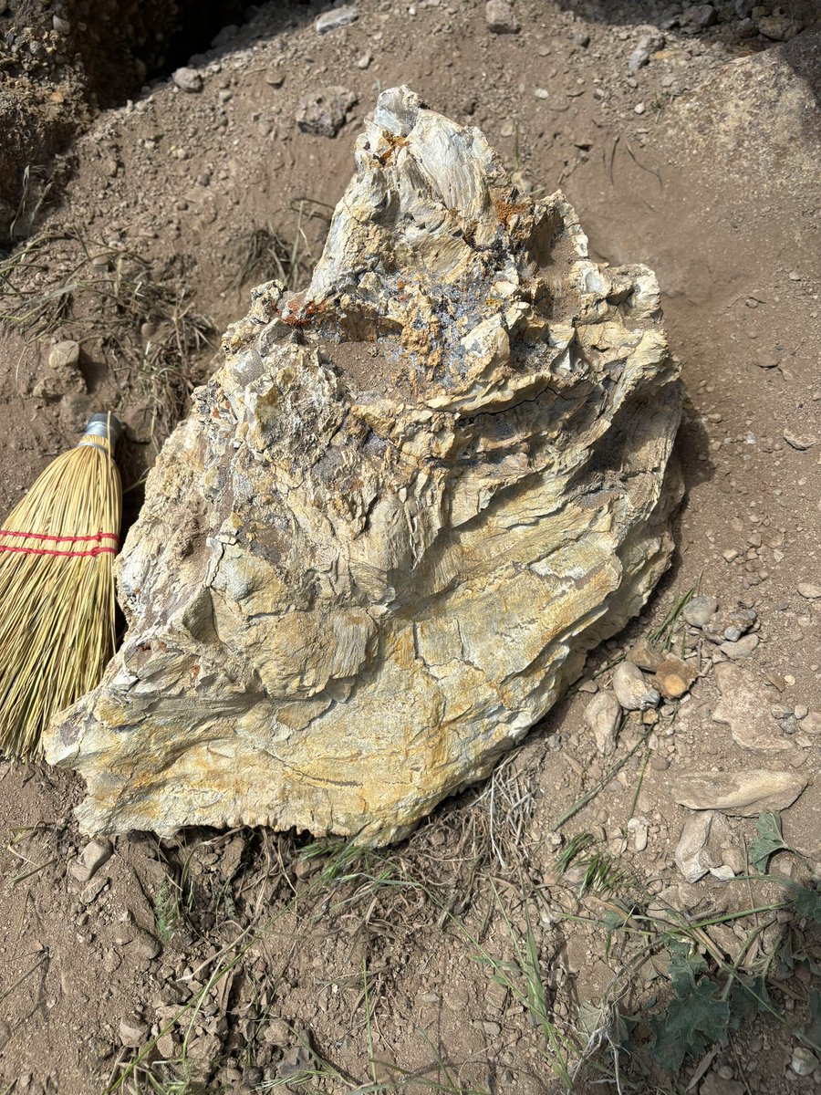 lukenweaver's tweet photo. Exploring rocks and fossils in the hinterland of the Cretaceous North American Cordillera w/ @annefetrow. Newark Canyon Fm, Nevada. @UMichPaleo @MichiganEarth https://t.co/haEFOZi6kI