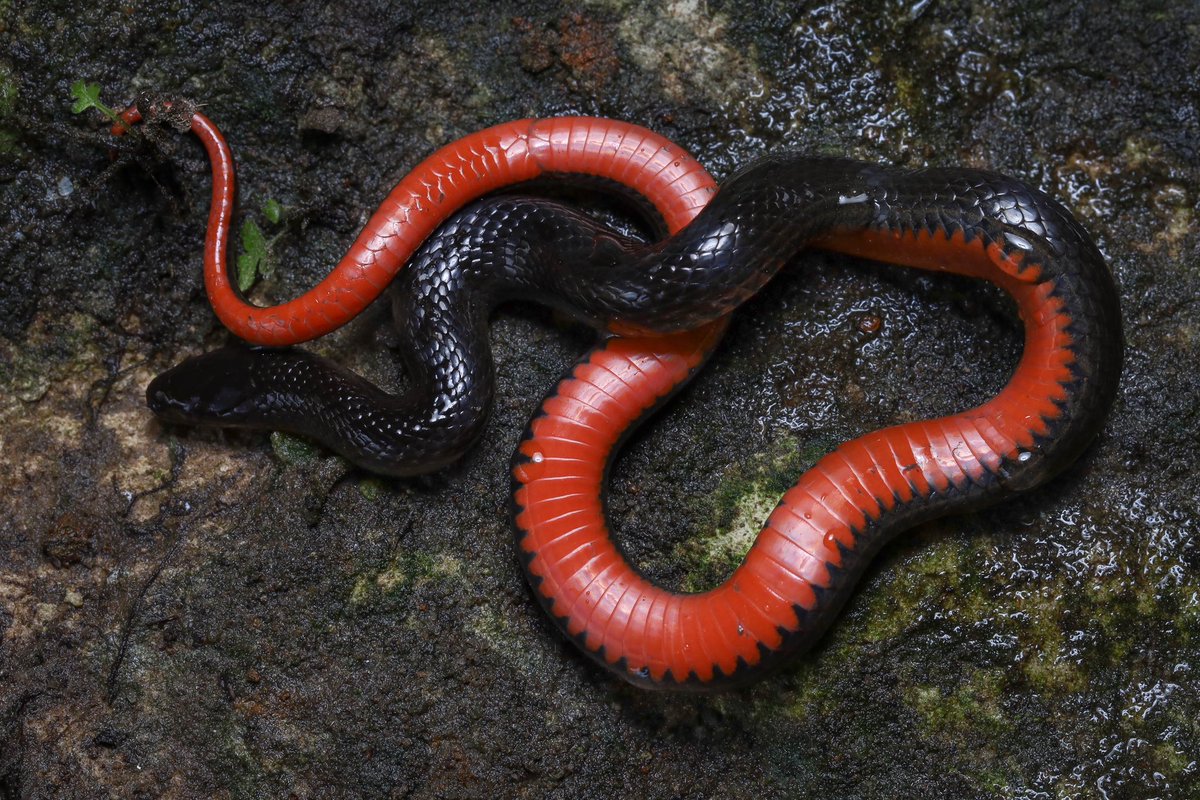 Black Swamp Snake (Liodytes pygaea), dorsal and ventral view. North Florida