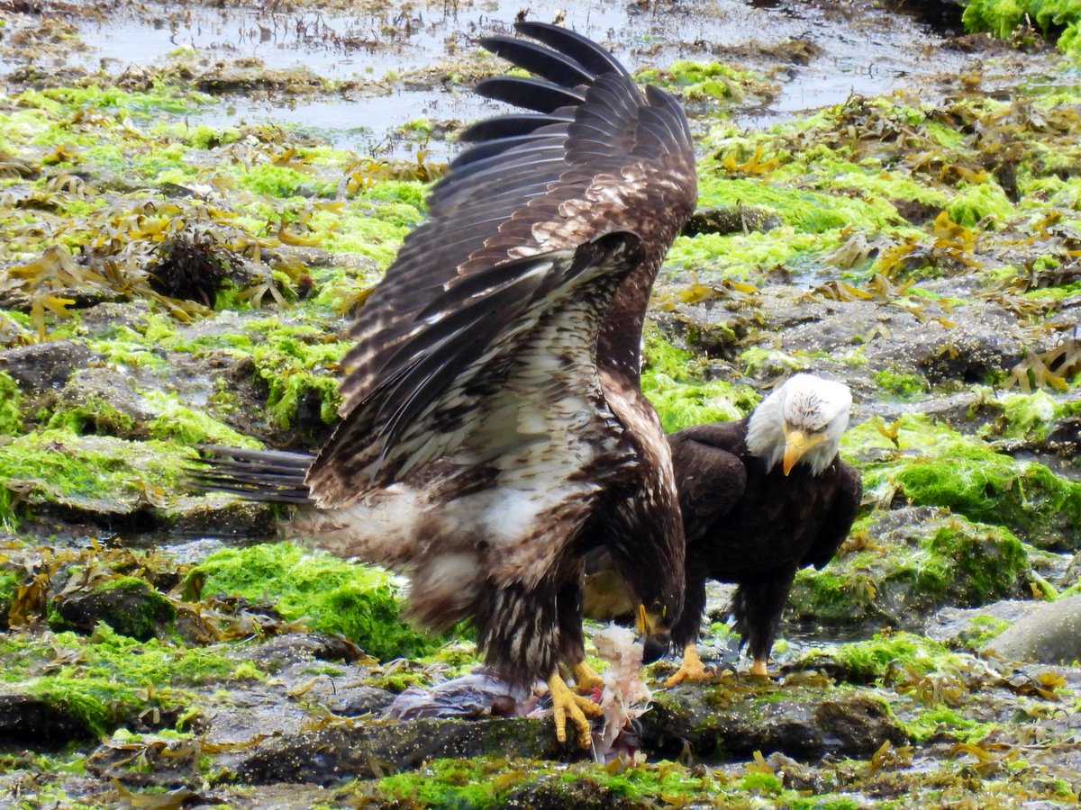 Please watch my latest video on my YouTube channel? 🥰🙏❤️ lots of eagles on the rocky shoreline at Nanaimo feasting on something big… we thought it was a crab at first but I think maybe a big fish or even a large gull? What do you think? Video link - youtu.be/sodDxmzZUoI?si…