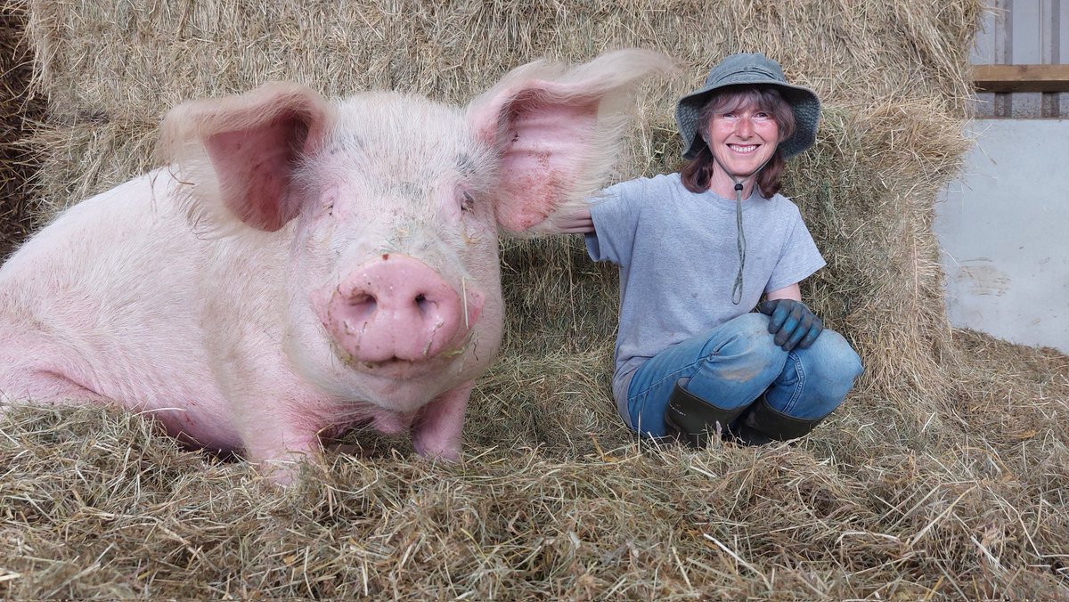 Cathy, one of our amazing volunteers is doing a huge 46 mile fundraising walk✨️ Please help support her by making a donation if you can 🙏 Here she is with Henry. Henry was starved & left to scavenge on the entrails of slaughtered animals in his past💔 crowdfunder.co.uk/p/pigwalk