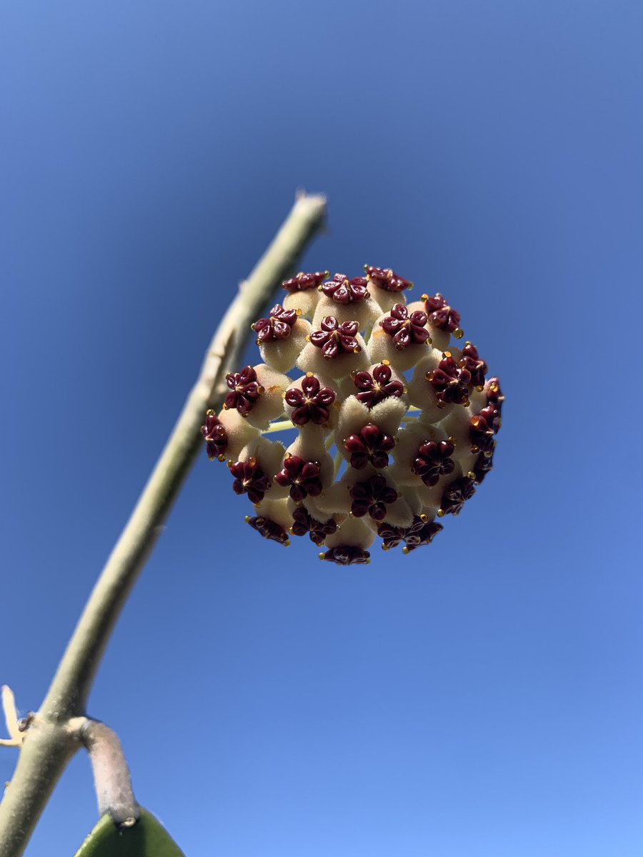 plantymike1005's tweet photo. Both of my Hoya are Blooming! #planttwitter 

Left: Hoya Kerrii         Right: Hoya Obovata https://t.co/7yVNAhUcY4