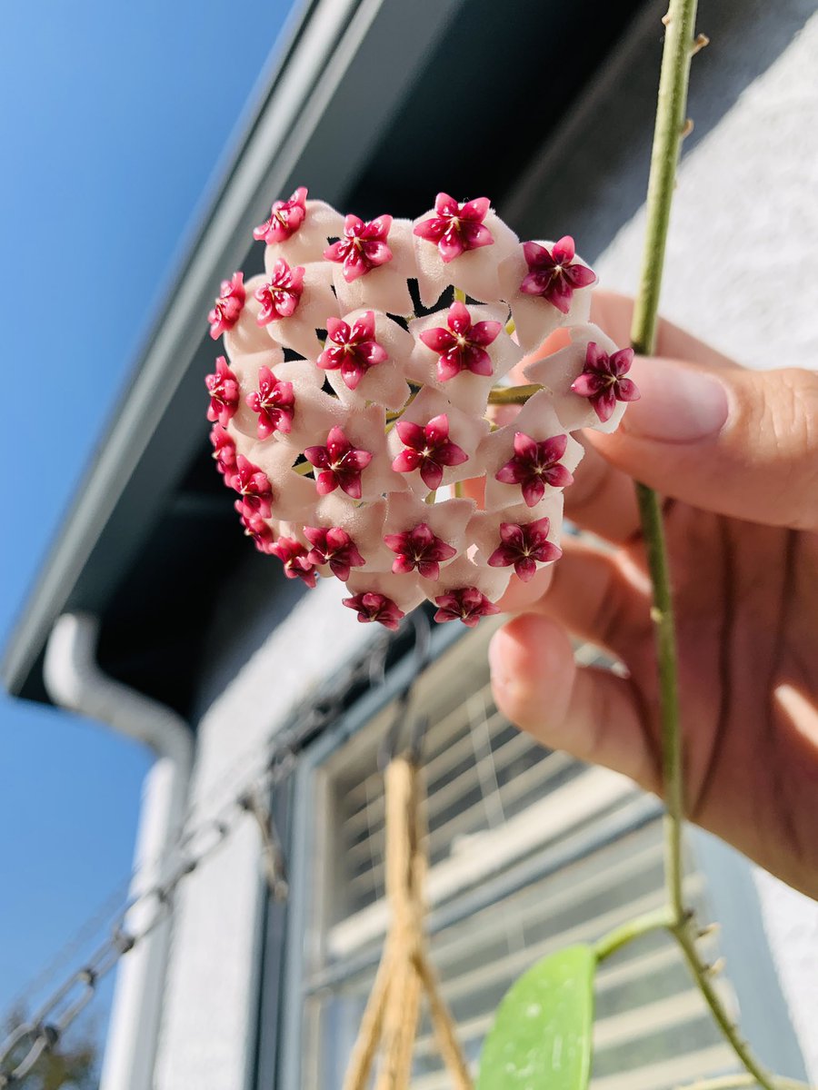 plantymike1005's tweet photo. Both of my Hoya are Blooming! #planttwitter 

Left: Hoya Kerrii         Right: Hoya Obovata https://t.co/7yVNAhUcY4