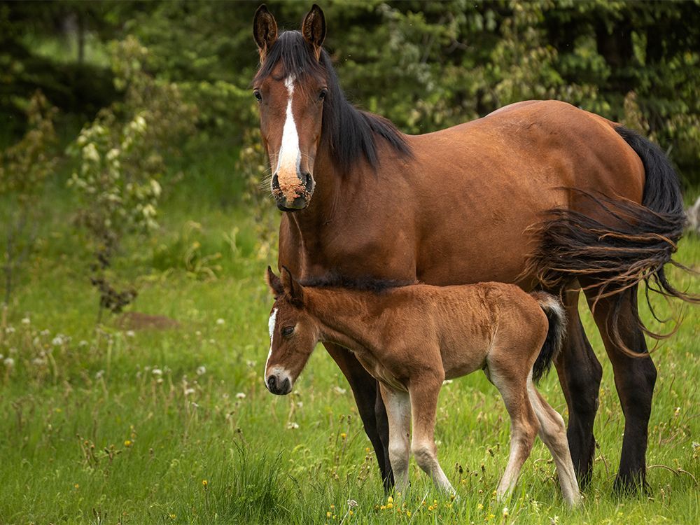 'Very lucky foal': Sundre man rescues wild horse clinging to edge of cliff calgaryherald.com/news/local-new…