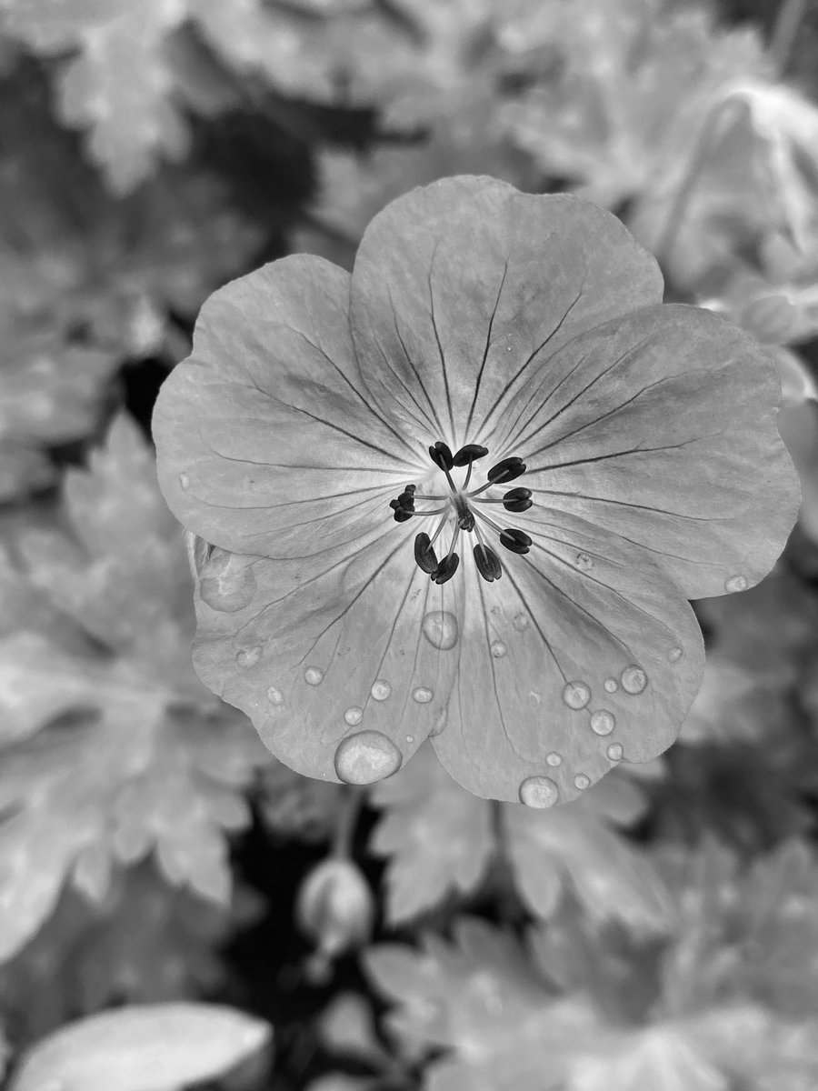 Black and White 🖤🤍

#Flowers #FlowerOfX #flowerpictures