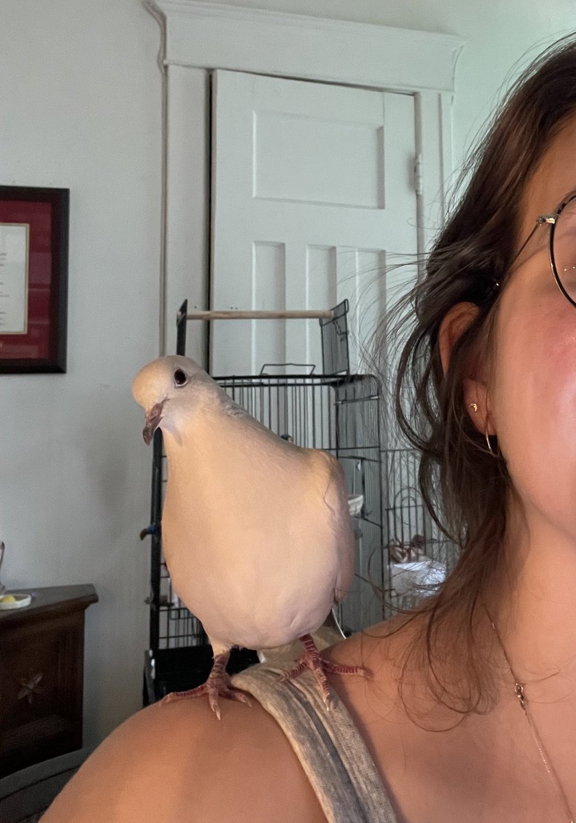 excited to announce that pidgey has started to sit on my shoulder while I draw