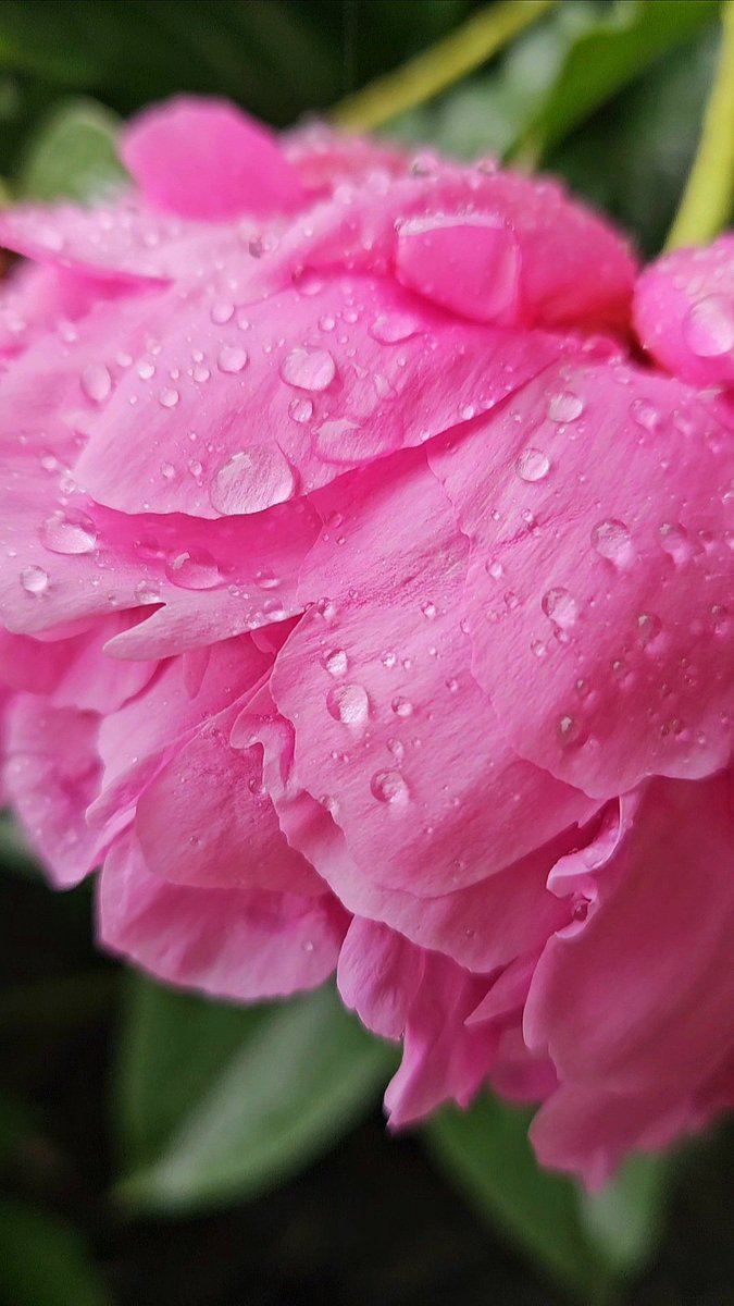 Rain drops on a Peony in front of my house. Just my favorite flower!! I'll be cutting a couple this week for my table. 💕 #flower #fleur #niagarafalls #shareyourweather @MacroHour @ThePhotoHour #stormhour