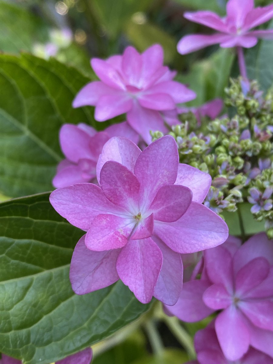 おはようございます 庭の紫陽花が咲き始めました♪ いつもありがとうございます どうぞ素敵な一日をお過ごしください