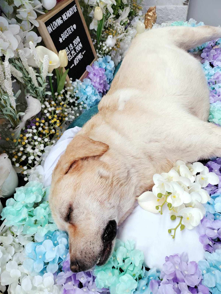 Erik_Krom's tweet photo. So long baby boy. I will miss you. https://t.co/IPWWeYr5w2