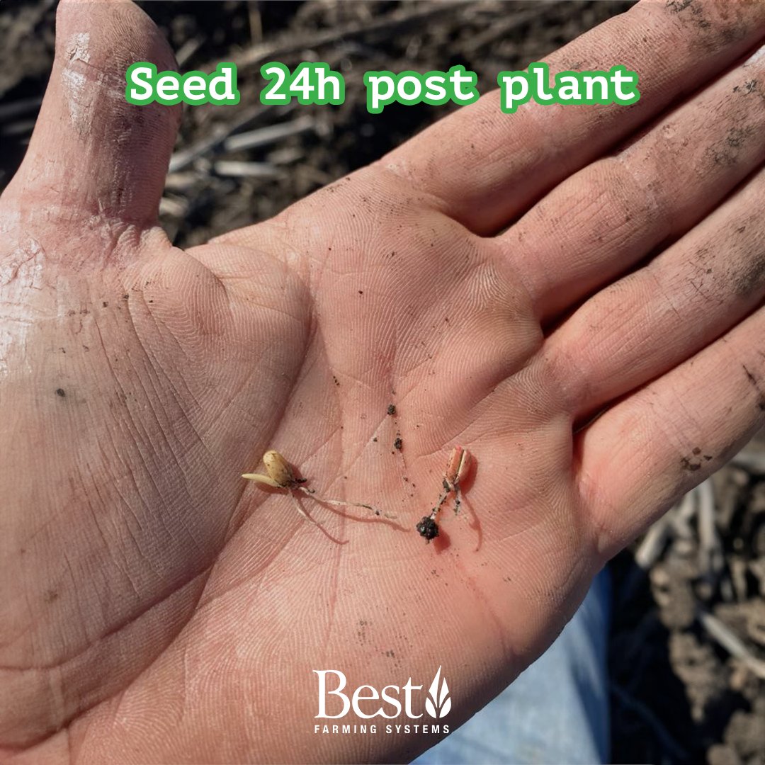 Bestfarmingau's tweet image. Exciting update on TM Germination-treated seeds: 🌱✨ After just 24 hours, signs of life appeared! By 48 hours, the growth was incredibly promising. Now, 5 days in, we're amazed by the progress. 

#SeedGrowth #AgricultureInnovation #BestFraming #Treatedseeds
