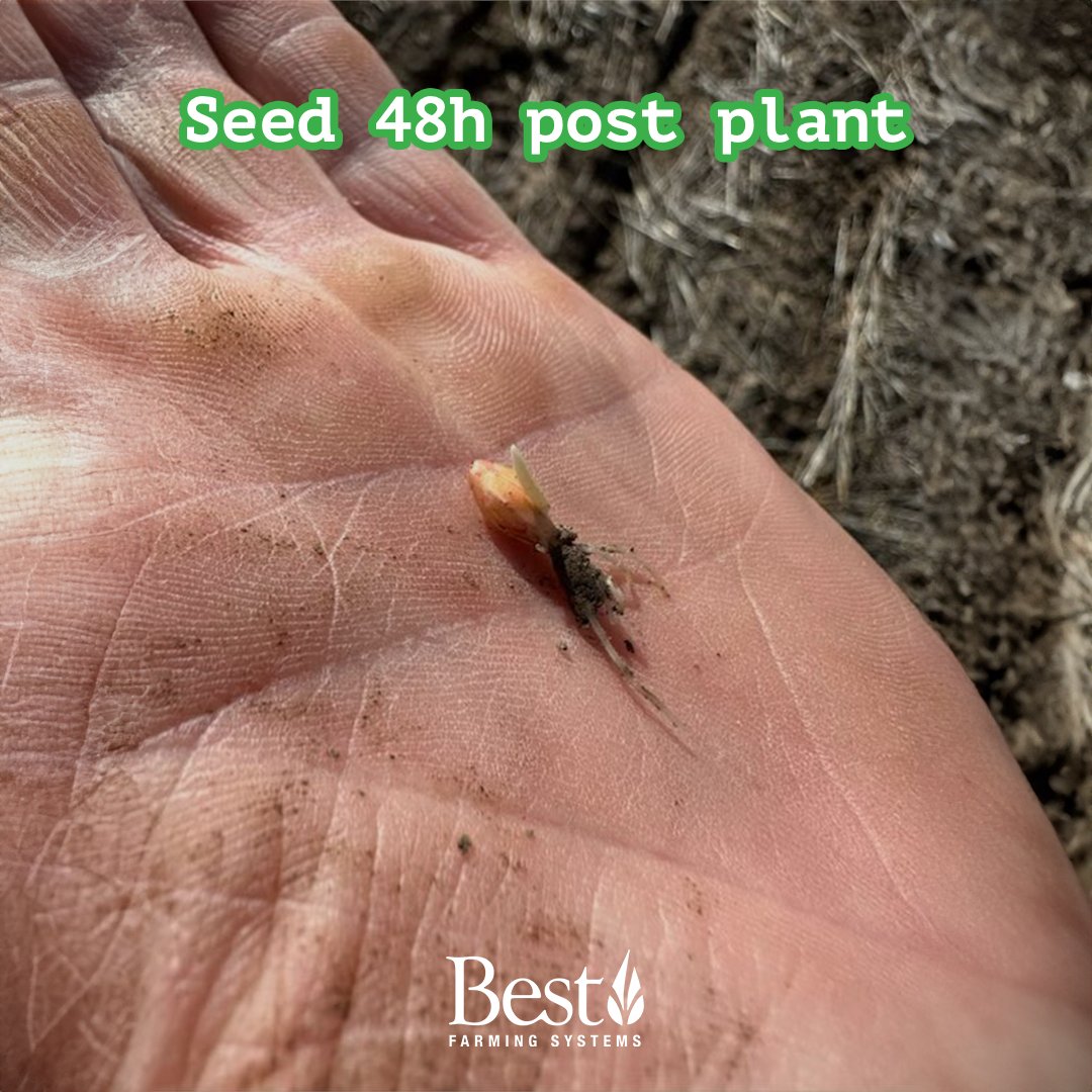 Bestfarmingau's tweet image. Exciting update on TM Germination-treated seeds: 🌱✨ After just 24 hours, signs of life appeared! By 48 hours, the growth was incredibly promising. Now, 5 days in, we're amazed by the progress. 

#SeedGrowth #AgricultureInnovation #BestFraming #Treatedseeds