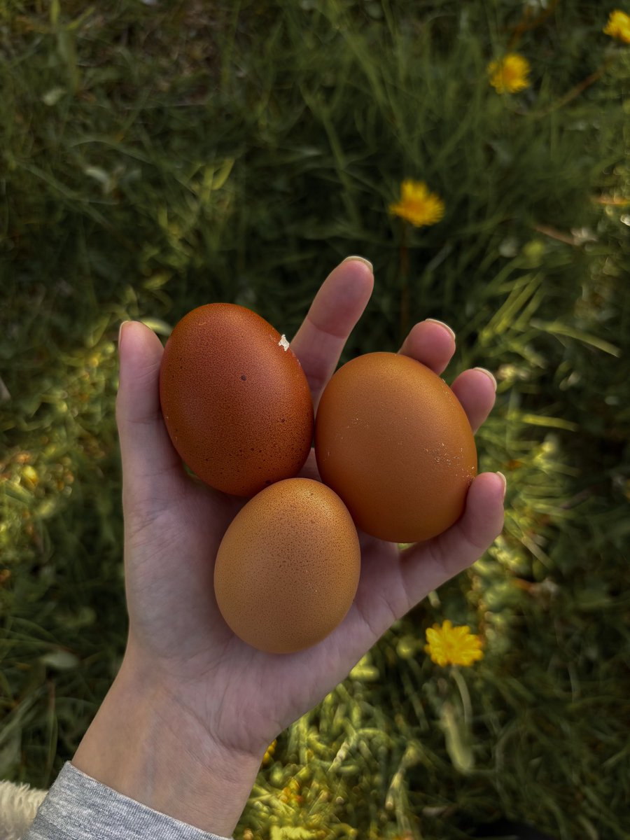 I love seeing the variety of pigment and size in the eggs 🍳🥚🐓