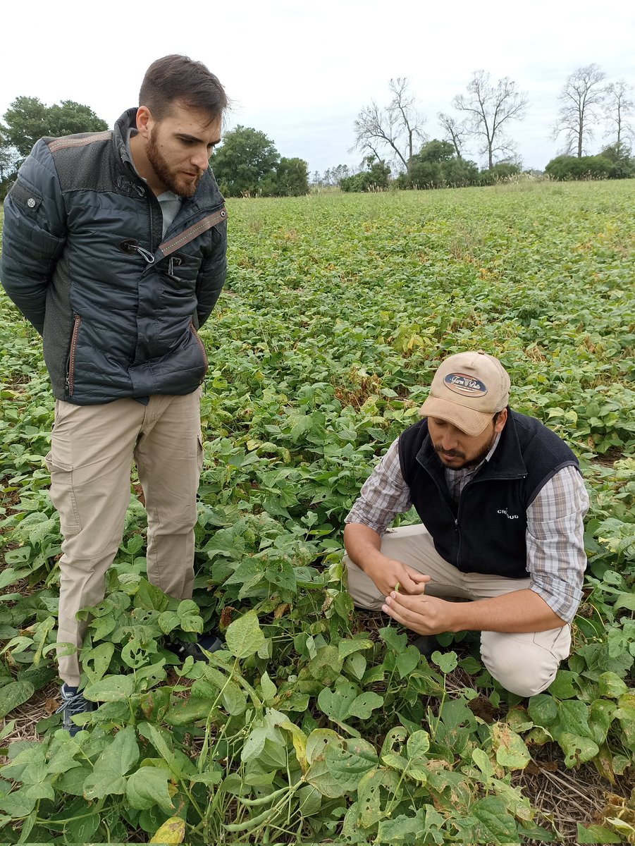 romano_nel's tweet photo. Recorrida en ensayos de poroto Alubia 
@ALZ_Agro https://t.co/2XFKyYKx30