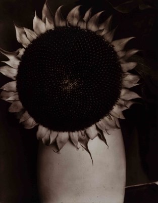 EDWARD STEICHEN From 'Sunflower from seed to seed' 1920-61