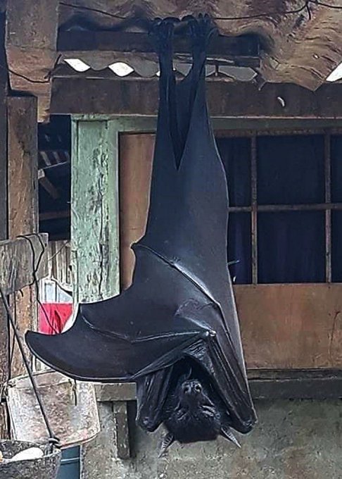 fasc1nate's tweet image. In 2020, a resident in the Philippines entered his garage only to find this bat hanging there.     

Known as Flying Foxes, these creatures boast a wingspan of almost 6 feet, making them the largest bats on the planet.    

Though extremely large, the bat in this photo looks…