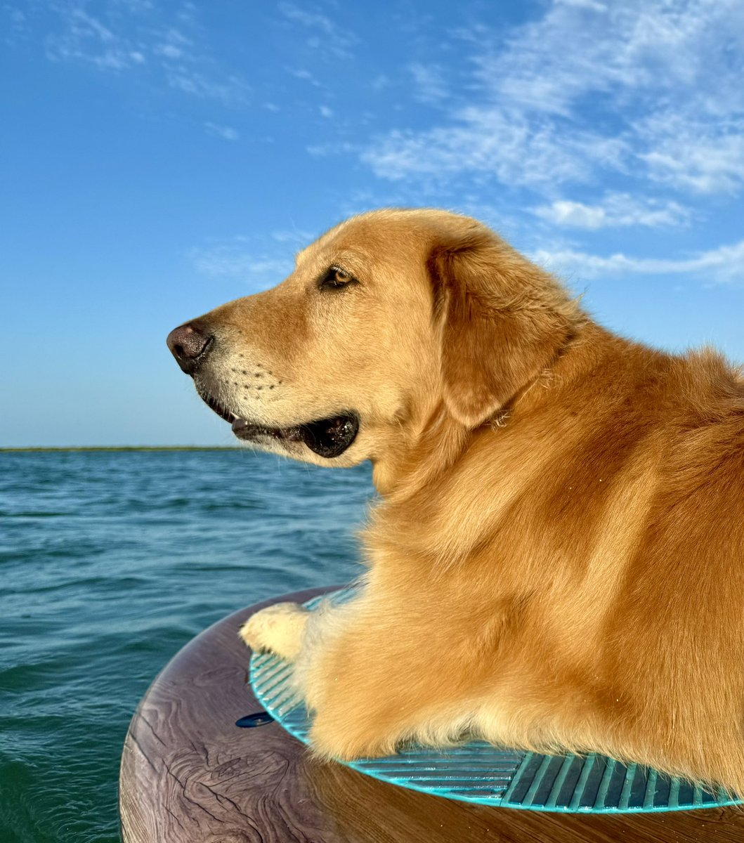 Guacoman got a paddle board ride this morning!