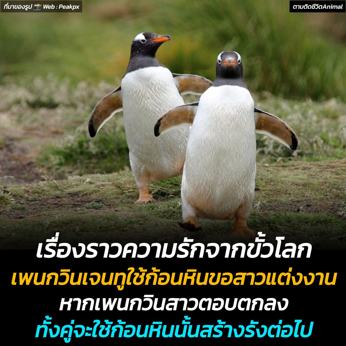 เรื่องราวความรักจากขั้วโลกของน้องเพนกวินเจนทูและก้อนหินแทนใจของเค้า 🐧🐧💍
อาณาจักรสัตว์โลก มีม&amp;สาระ By ตามติดชีวิตAnimal 
ท่ามกลางความหนาวเหน็บของทวีปแอนตาร์กติกา เพนกวินเจนทู (Gentoo) ได้สร้างเรื่องราวความรักที่อบอุ่นหัวใจ น้องเป็นนกเพนกวินที่มีลักษณะเด่นเป็นจะงอยปากสีส้มสดใส