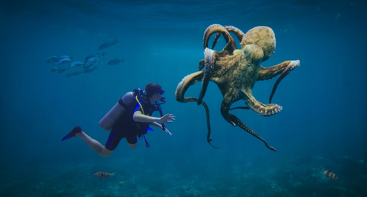 A diver from the New South Wales town of Kiama has befriended an octopus in a rockpool near his house
Find out more at: 4zzz.org.au/news