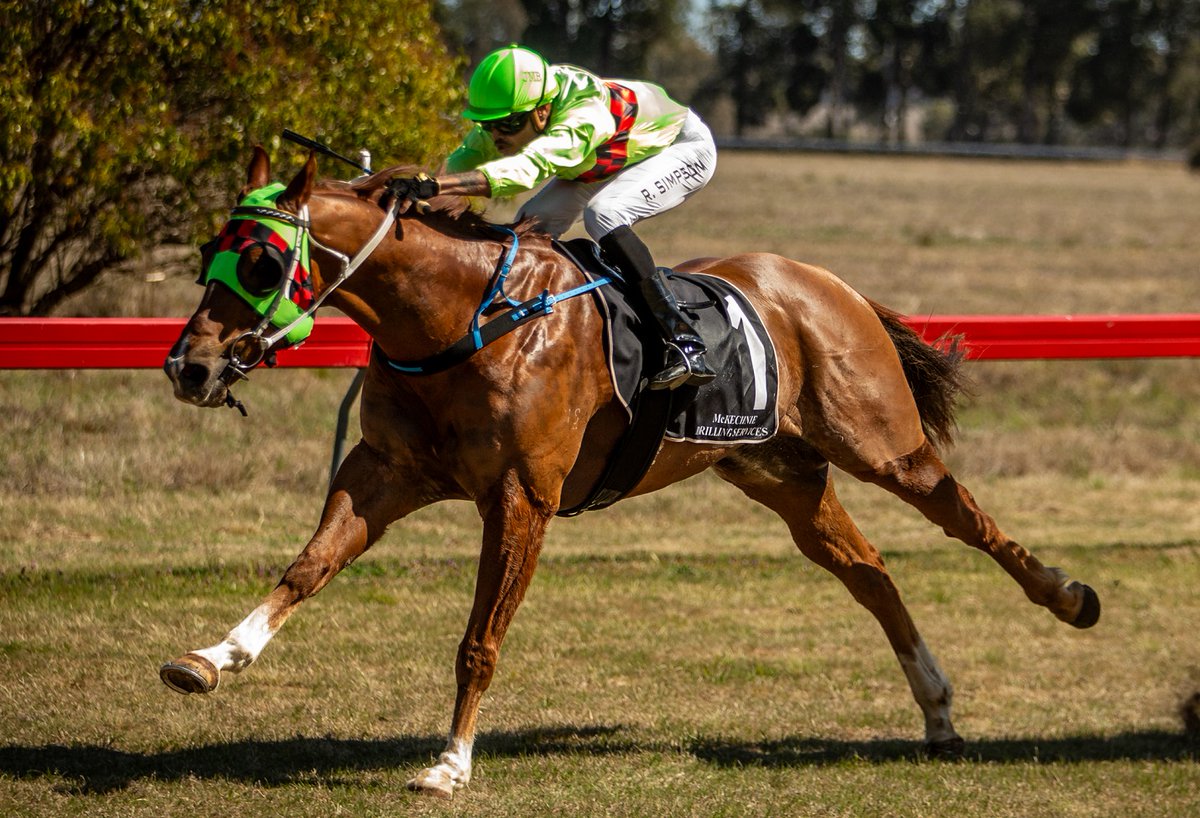 'He just seems to be a dead set speed horse and he’s quite good at the 900m around Wellington.' Clint Lundholm has been waiting for another chance to run speedster Star Of Kings in his comfort zone and that happens on Thursday. 📸Janian McMillan READ: tinyurl.com/3e9cumw9