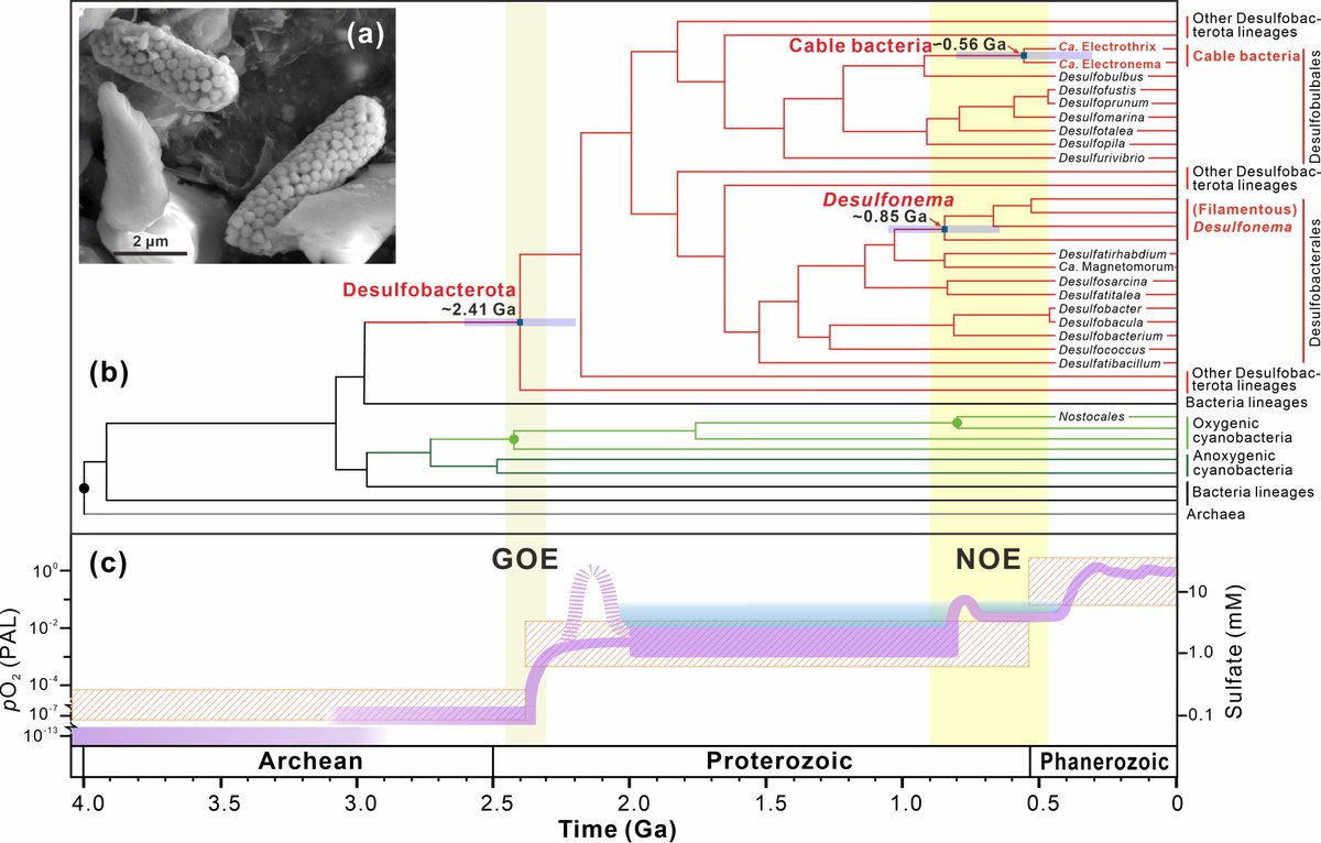 The Cambrian microfossil Qingjiangonema reveals the co-evolution of sulfate-reducing bacteria and the oxygenation of Earth’s surface doi.org/10.1016/j.scib… @ElsGeogPlan @SciencNews @sjtu1896 #Cambrian #bacteria #QingjiangBiota