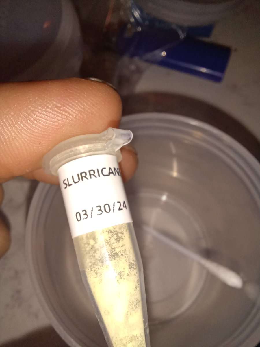 I did a thing or 2... 

I used the 1990s blueberry hashplant male pollen on both seedsmans blueberries, branches are tagged. 

Threw a bit of inhouse slurricane ♀ pollen on a slurricane BC2. A hacky BC3, where a legit canadidate is being hunted, this ones for fun. 

These are a