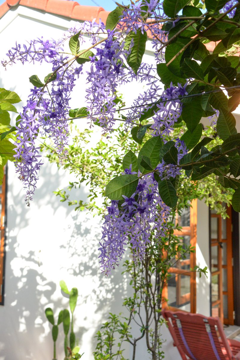 🍂 – rewilding tweet media