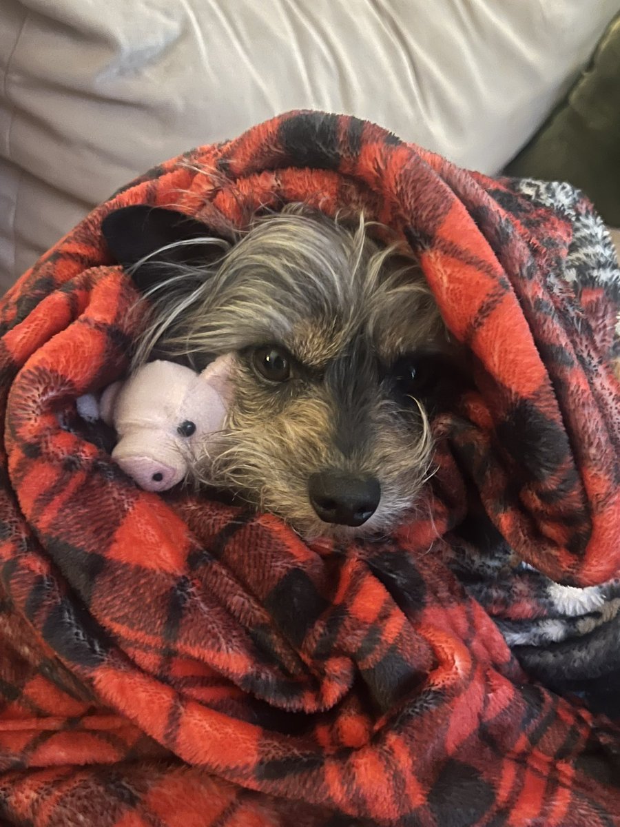 He nap with pig