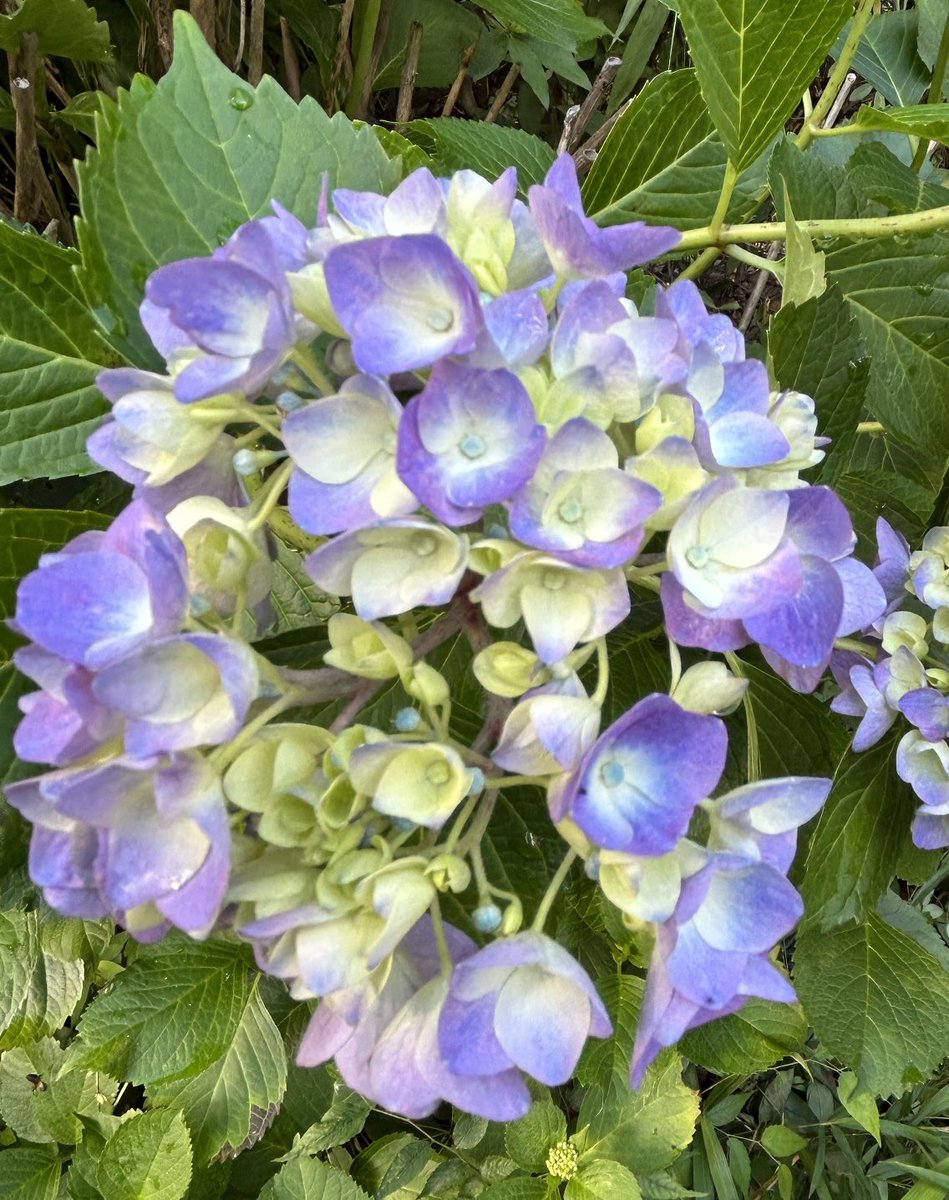 8Piicats's tweet photo. おはようございます☀晴れました^_^だんだん色づき始めてます♪ https://t.co/sRMAibxMMx