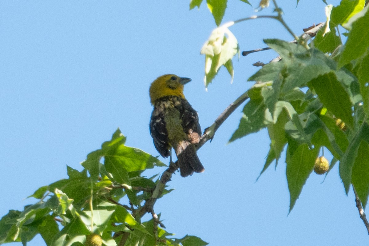 A Flame-colored Tanager continues in Cochise Cnty, AZ ebird.org/checklist/S177… Photo: Leslie Morgan #ABARare #birding