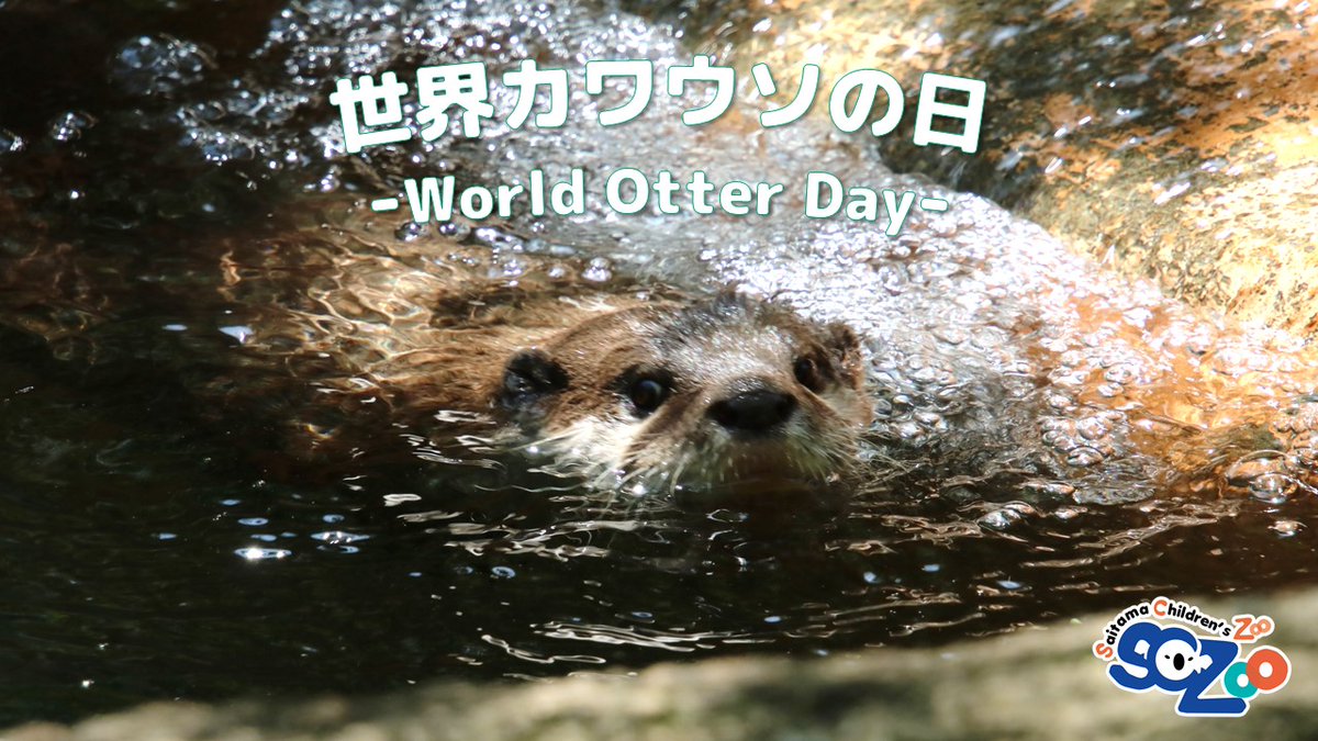 5月最後の水曜日は「#世界カワウソの日」です！
野生のカワウソを守る団体「国際カワウソ生存基金（International Otter Survival Fund：IOSF）」が定めた日で、多くの方にカワウソについて知ってもらい、世界に生息しているカワウソの保護や保全に対する認識と関心を高めることを目的としています。