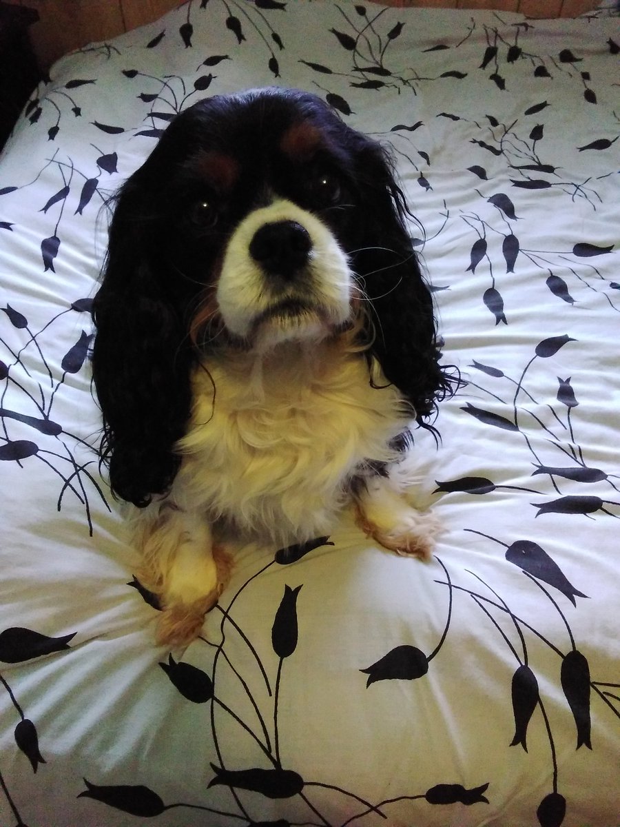 Melissa & Cherished💗Rossi - the 🇨🇦 Cav🐶🌈🐾❤ tweet media