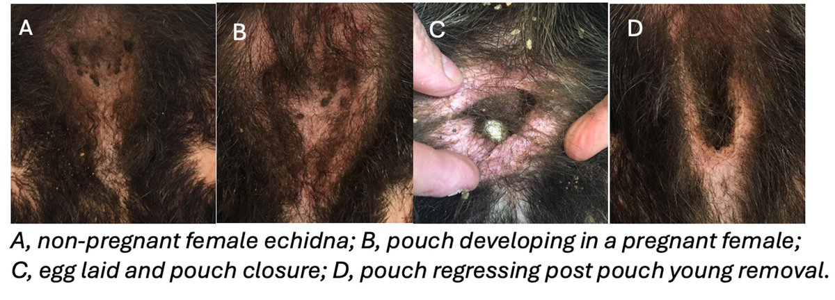 kate_regester's tweet photo. Thanks to #LoganCityCouncil #EnviroGrants, I'll be running #echidna workshops and walks in Logan (QLD) this winter - perfect timing as they start coming out for the breeding season (June-October).
Did you know the females pouch is temporary? Want to learn more? Follow me! https://t.co/EhqXTN4hhE