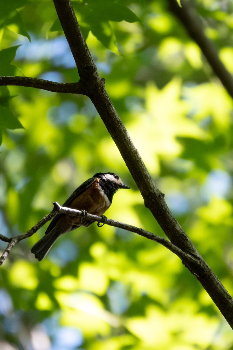 野鳥パトロール٩(>ω<*)و
ヤマガラさん発見!(*ˊᗜˋ*)

 #Nikon
 #私とニコンで見た世界
 #写真好きなと繋がりたい 
 #ファインダー越し私の世界