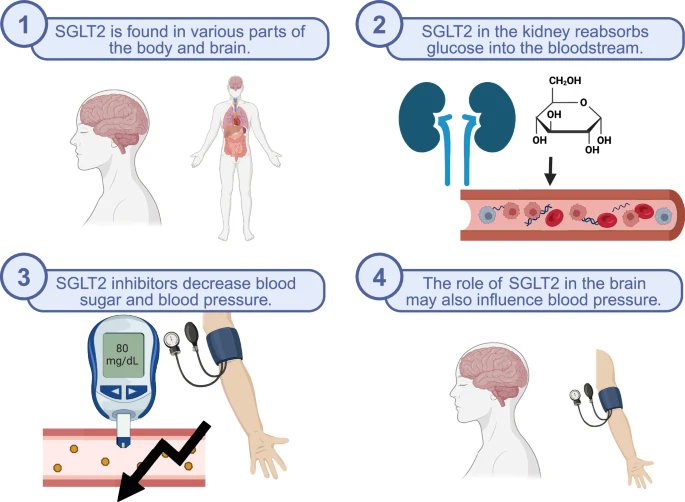 #Hypertens_res Adv. Online Pub. 
⭐️Review
The relationship between SGLT2 and systemic blood pressure regulation
Ahwin P, Martinez D
@TheMartinezLab @5FootScientist 

doi.org/10.1038/s41440…
@JSHypertension @SpringerNature 
by SME. K