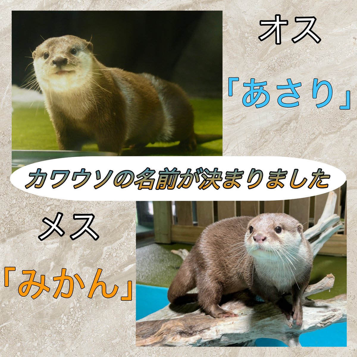 皆さまお待たせいたしました！ コツメカワウソのお名前が決定しました
