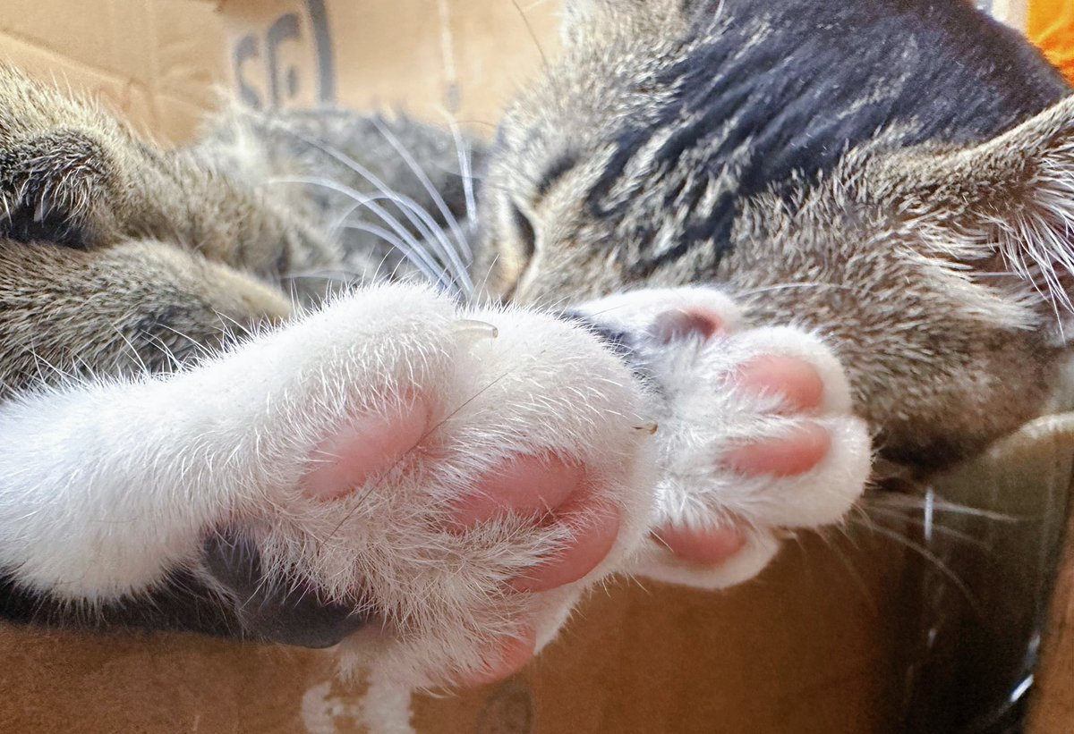 Start a fresh work day with High Eight from <a href="/Spaghettiisme/">Spaghetti the Cat</a> 💕