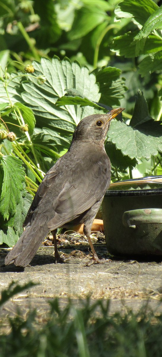 Every year I place a water vase for birds, in my yard. Yesterday I have 4 guests: sparrow, greenfinch male, backed shrike female, blackbird female 🙂✌️
#photography #NaturePhotography #naturelovers #birdphotography #birdwatching