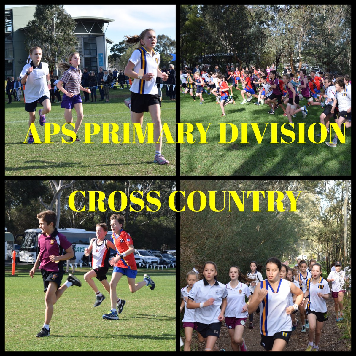 Don't miss all the action at the @APS_Sport Primary Div Cross Country at Haileybury-Berwick today.

Strong fields predicted & students are looking forward to the course.  

The first race commences at 1:00pm 

#apssport #apscrosscountry #schoolsport #apsprimarysport #apsrepsport